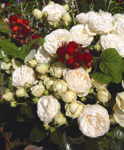 SWEET CHILD OF MINE (floribunda)